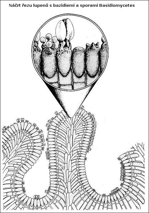 náčrt řezu lupenů s&nbsp;bazidiemi a sporami Basidiomycetes